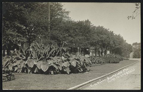 Park scene