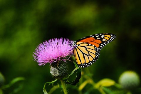 Monarch on thistle (Unsplash)