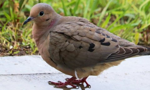 Mourning Dove Zenaida macroura