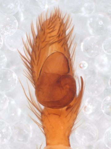 Zygoballus rufipes pedipalp