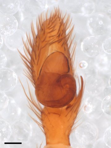 Zygoballus rufipes pedipalp Warrensburg Missouri with scale
