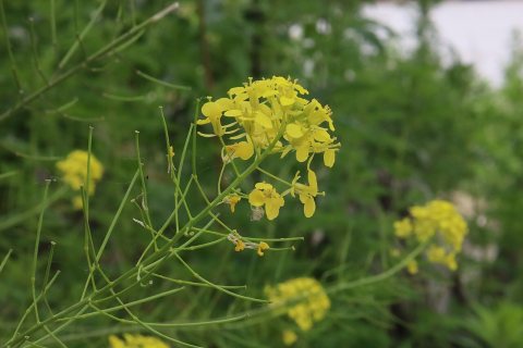 Flowers of Kansas City 2025d