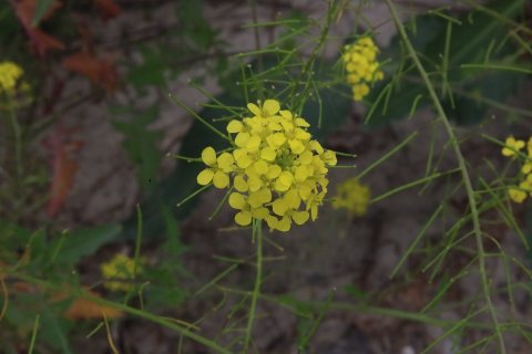 Flowers of Kansas City 2025e