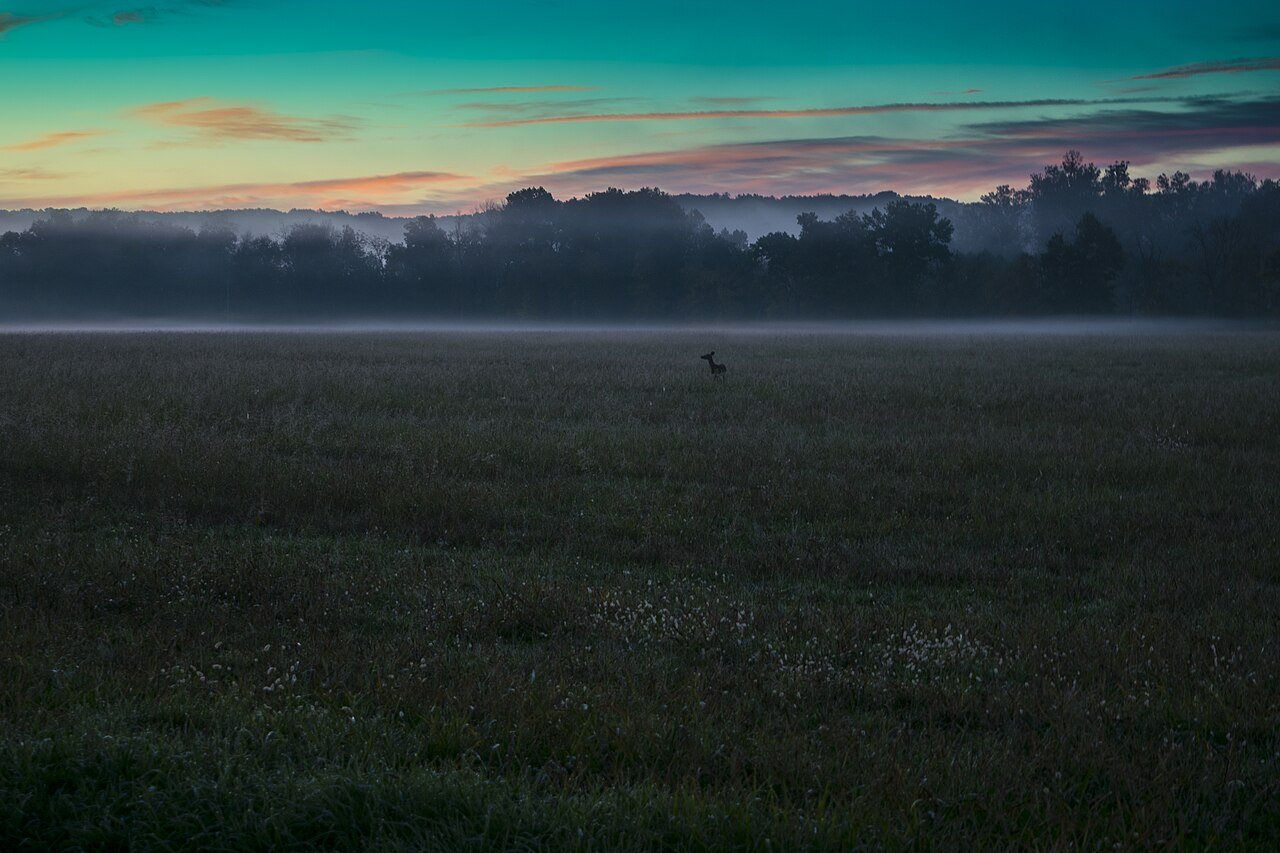 Deer in the Finley River Valley Mist