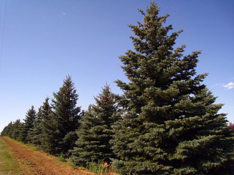 Windbreaks MD01