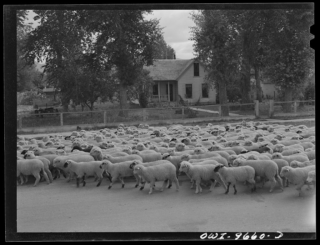 Untitled photo, possibly related to: Sheridan, Montana. Sheep