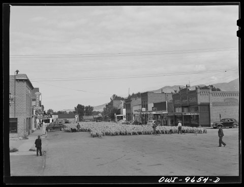Untitled photo, possibly related to: Sheridan, Montana. Sheep