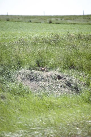Wildlife37