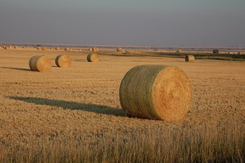 These hay rolls were bathed, if not baked, by the late day summer sun near the town of Conrad, Montana
