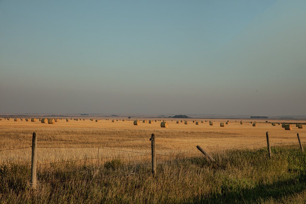 Hay rolls by the dozens, if not hundreds, dot this flat Montana prairie near Conrad