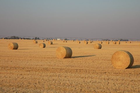 These hay rolls were bathed, if not baked, by the late day summer sun near the town of Conrad, Montana