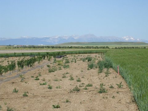 Windbreaks38