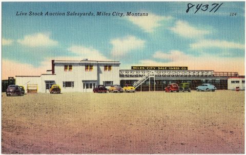 Live stock auction saleyards, Miles City, Montana (84371)