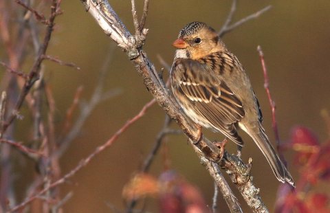 HarrisSparrow-18OCT2017