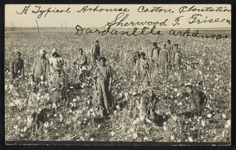 A typical Arkansas cotton plantation Dardanelle, Arkansas