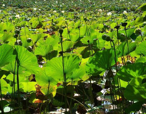 White River lilies