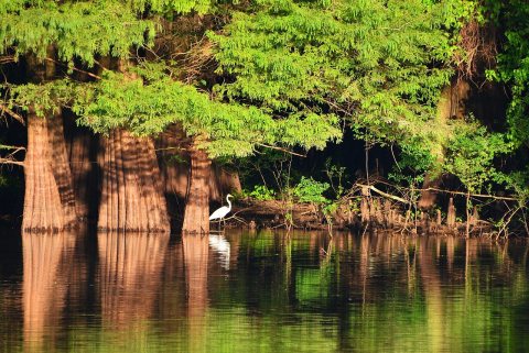 White River Egret