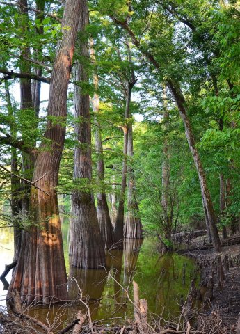 White River Bayou