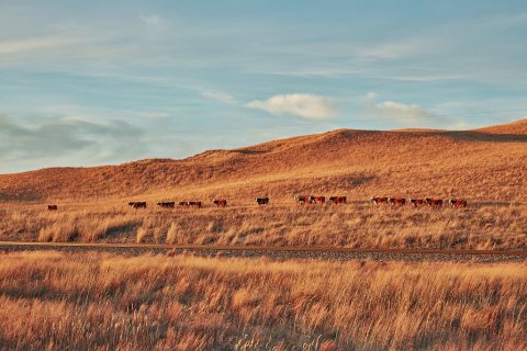 The cows are literally heading home as dusk approaches near Mullen in Hooker County, within the vast Nebraska sandhills