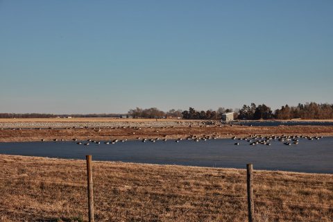 Ducks on a pond, in magnitude