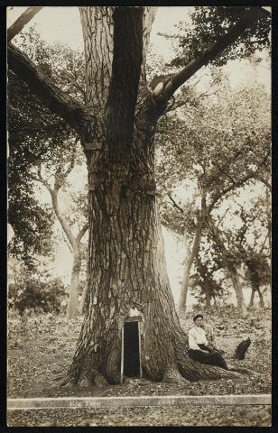 Pine tree near Arcadia, Nebr