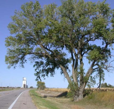 Overton grain elevator