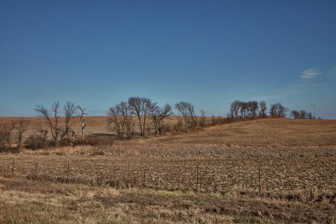 A tree line in December near Peru, Nebraska