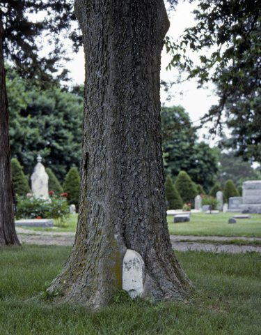 Gravestone In Tree