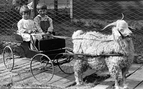 AllianceNebGoatCart1910s