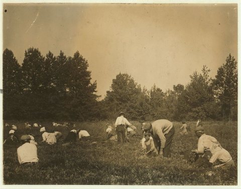 General view of Forsythe's Bog, Turkeytown, near Pemberton, N.J. with Padrone. Sept. 29, 1910. Witness, E.F. Brown. Loc…