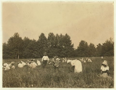General view of Forsythe's Bog, Turkeytown, near Pemberton, N.J. with Padrone. Sept. 29, 1910. Witness, E.F. Brown. Loc…