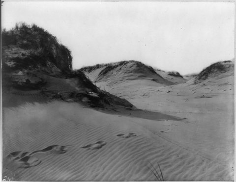Sand dunes, Beach Haven, N. J