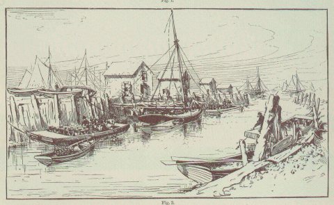 FMIB 46017 Oyster Industry