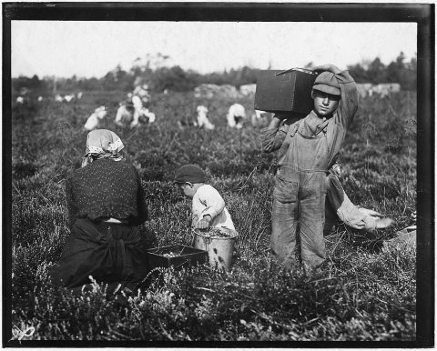 Jim Waldine, 6 years old, been picking cranberries 2 years. Also Sam Frohue, 9 years old, been picking 2 years, could..…
