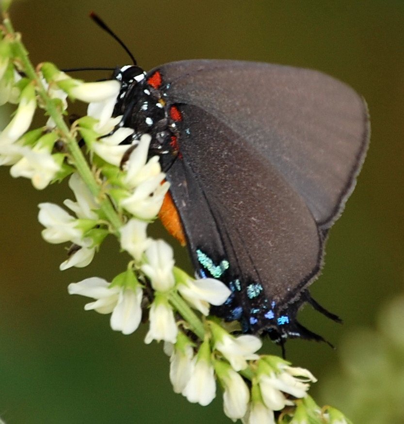 Probably Atlides halesus Great Purple Hairstreak New Mexico PP