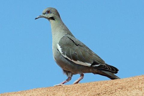 White-winged Dove - Flickr - GregTheBusker (3)