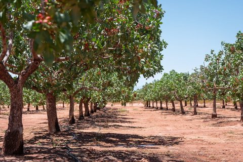 Pistachios in Tularosa, New Mexico on 21 May 2024 - 1