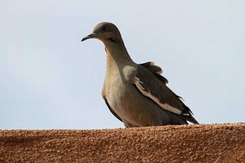 White-winged Dove - Flickr - GregTheBusker (2)