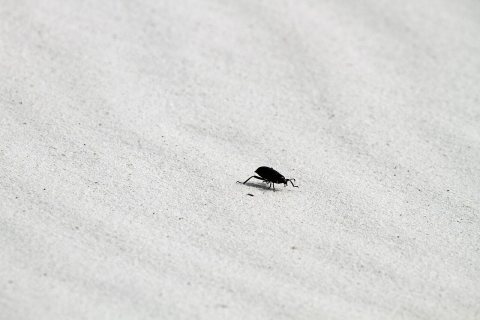 Darkling Beetle - Flickr - GregTheBusker