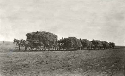 Alfalfa hay, 1915