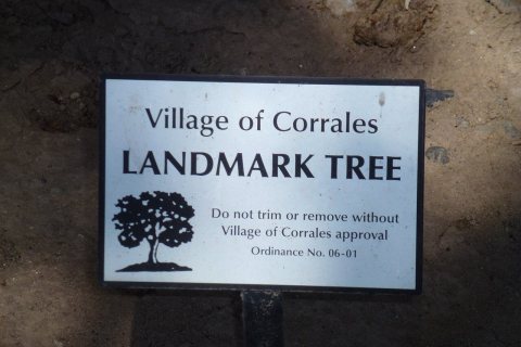 Corrales NM Landmark Tree Plaque, 2012