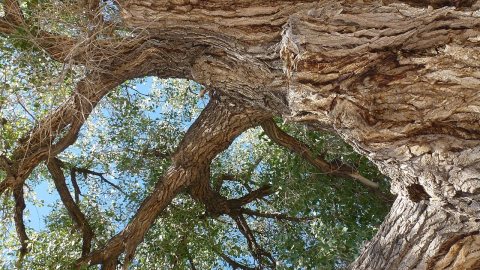 Corrales, NM Landmark Cottonwood, 2012
