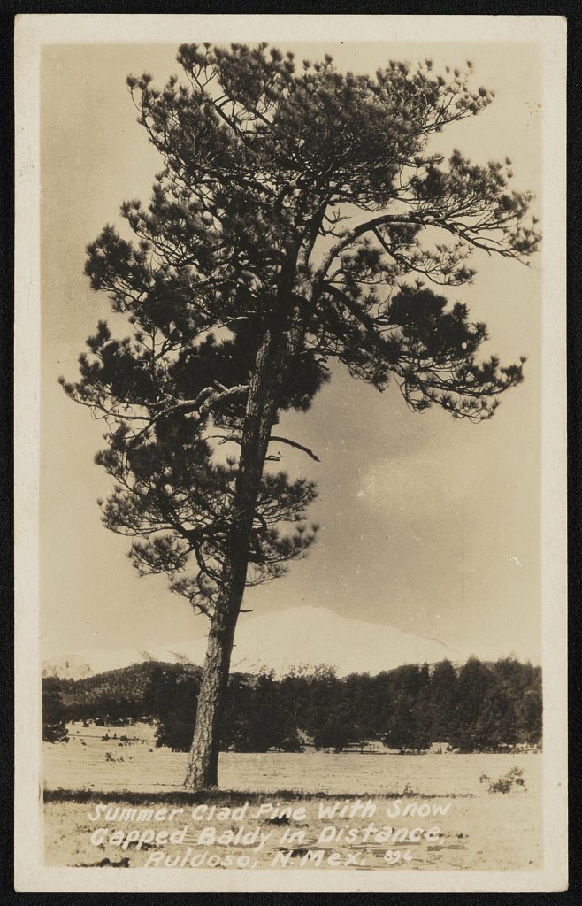 Summer clad pine with snow capped Baldy in distance