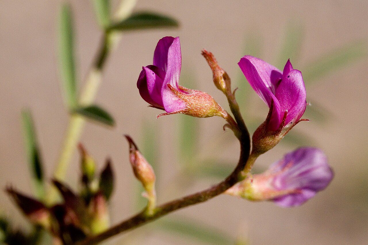 Astragalus wootonii