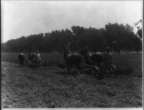 Mowing alfalfa