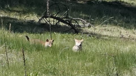 Coyote pups Bear Trail Angel Fire NM 2021-06-03 10-38-41