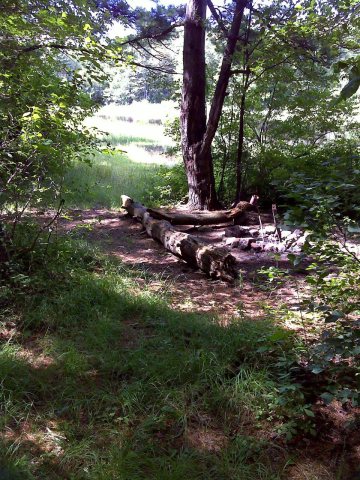 FLT M09 2.6 mi - Bivouac area at east side of pond dam