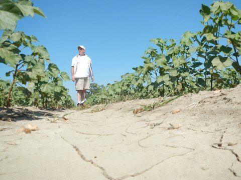 Cotton Mississippi County Arkansas