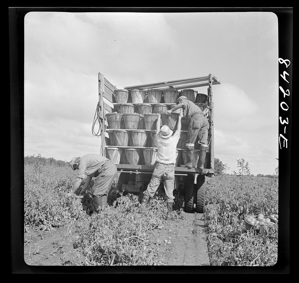 Untitled photo, possibly related to: Albion, New York (vicinity). Harvesting tomatoes on Nesbitt's farm
