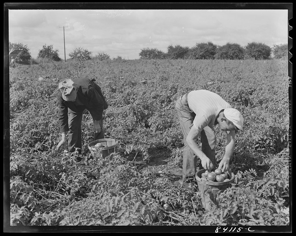 Untitled photo, possibly related to: Albion, New York (vicinity). So urgent was the need for immediate farm labor that …